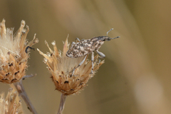 Cyphocleonus achates