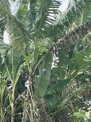 Musa × paradisiaca