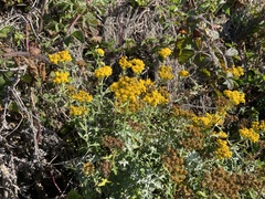 Eriophyllum