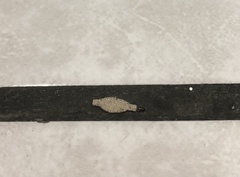 Phereoeca