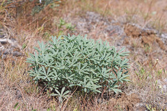 Lupinus saxosus