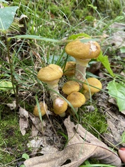 Armillaria