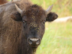 Bison bison bison