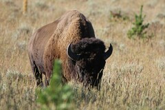 Bison bison