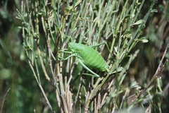 Polysarcus denticauda