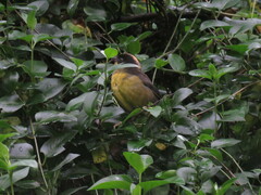 Atlapetes pallidinucha