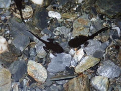 Bufo bankorensis