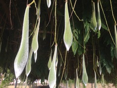 Wisteria floribunda