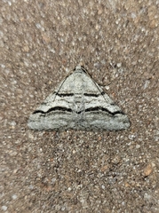 Digrammia continuata