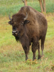 Bison bison bison