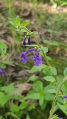 Scutellaria dumetorum