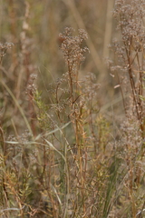 Galium boreale