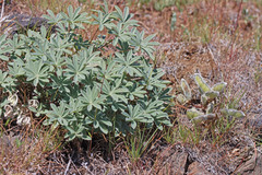 Lupinus saxosus