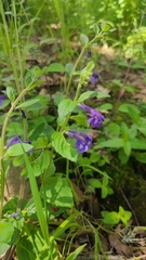 Scutellaria dumetorum