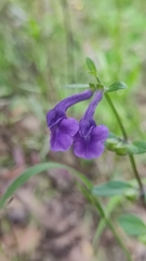 Scutellaria dumetorum