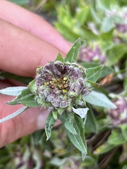 Eucephalus ledophyllus