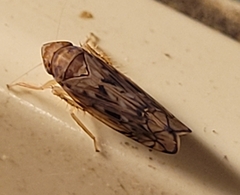 Osbornellus clarus