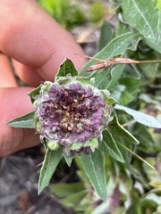 Eucephalus ledophyllus