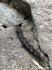 Arsenura polyodonta
