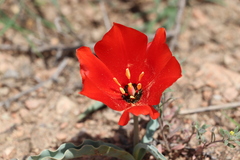 Tulipa korolkowii