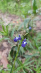 Salvia laevis