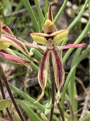Caladenia roei