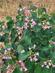 Apocynum androsaemifolium