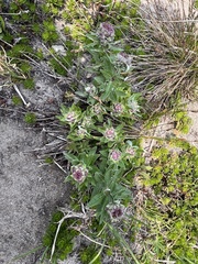 Eucephalus ledophyllus