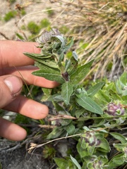 Eucephalus ledophyllus