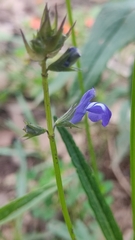 Salvia laevis