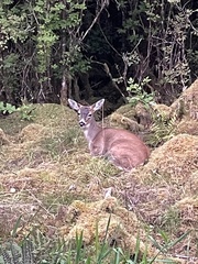Odocoileus hemionus sitkensis