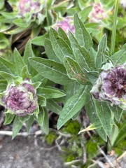 Eucephalus ledophyllus