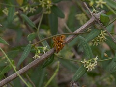 Phidippus arizonensis