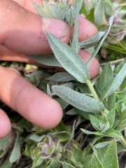 Eucephalus ledophyllus