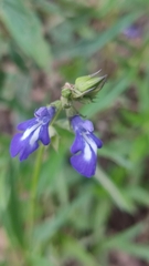 Salvia laevis