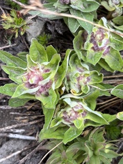 Eucephalus ledophyllus