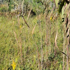 Phragmites australis americanus