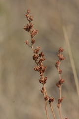 Heuchera cylindrica