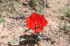 Tulipa korolkowii