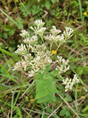 Eupatorium pubescens