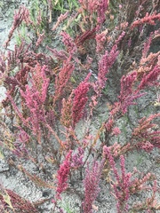 Suaeda maritima