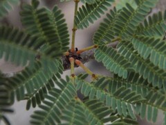 Vachellia schaffneri bravoensis