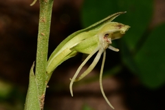 Habenaria