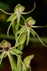 Habenaria