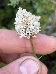 Bistorta bistortoides