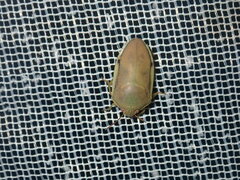 Coleotichus costatus