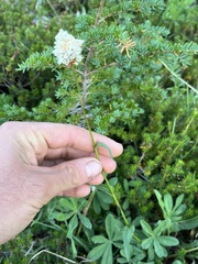 Bistorta bistortoides