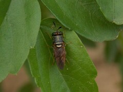 Hermetia chrysopila