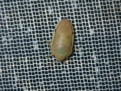 Coleotichus costatus