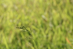 Echinochloa muricata